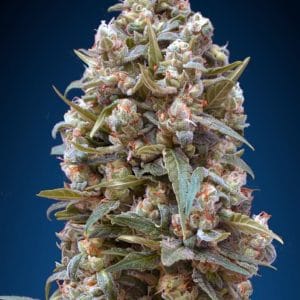 00 Kush