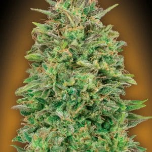 00 Skunk