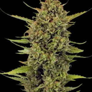 ACAPULCO GOLD STRAIN