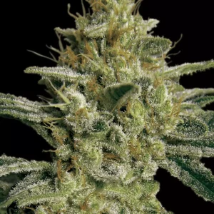 Allkush