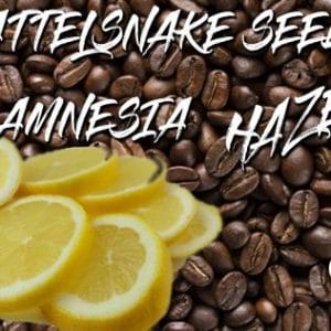 AMNESIA HAZE RATTELSNAKE SEEDS