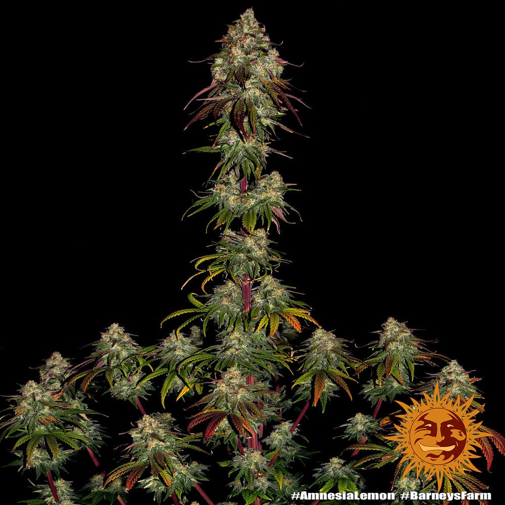 AMNESIA LEMON STRAIN - Imagen 2
