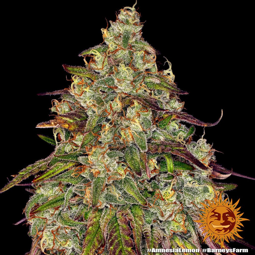 AMNESIA LEMON STRAIN - Imagen 3