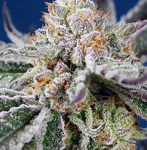 Orange Apricot Glue XL Auto