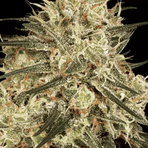 Atomical Haze