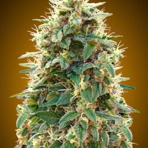 Auto 00 Cheese
