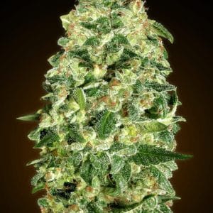 Auto California Kush