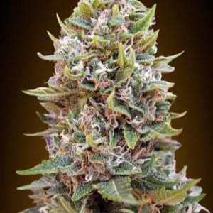 Auto Cheese Berry