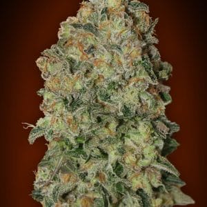 Auto Chocolate Skunk