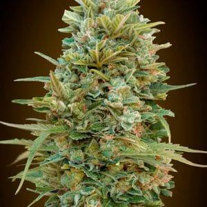 Auto Do-Si-Dos Cookies