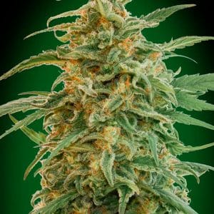 Auto Gorilla