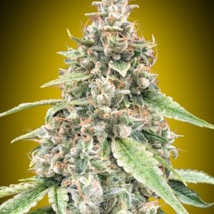 Auto Lemon OG
