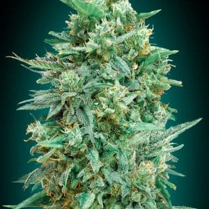 Auto Northern Lights XXL