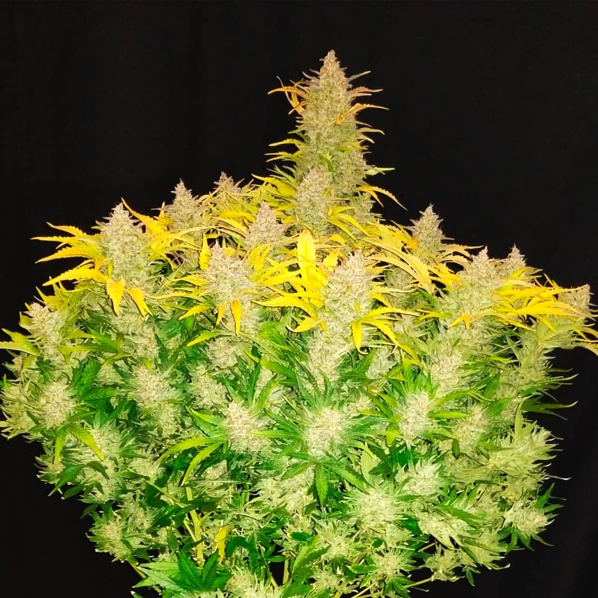 RHINO RYDER - Imagen 3