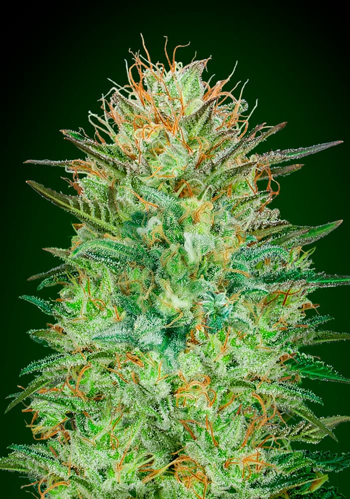 Auto Sweet Critical