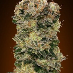 Auto Sweet Somango