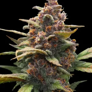 AYAHUASCA PURPLE STRAIN
