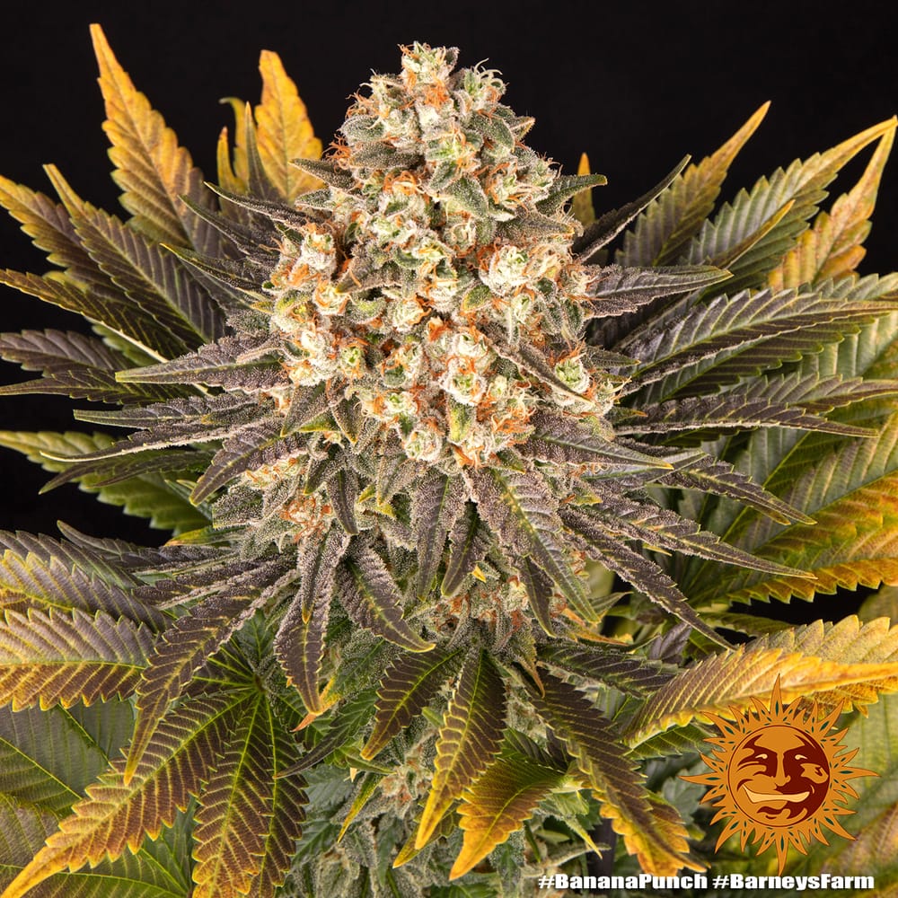 BUBBA KUSH STRAIN - Imagen 2
