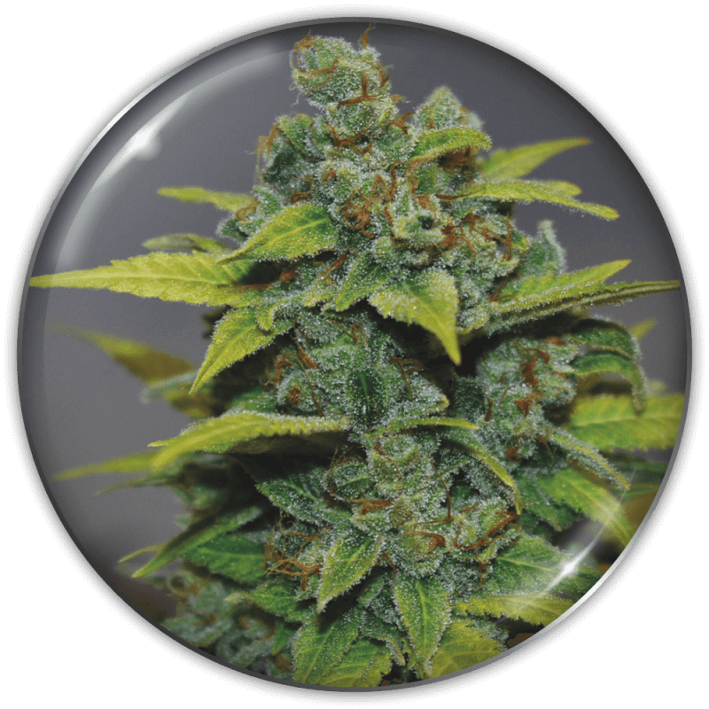 Banana Zkittlez - Imagen 2