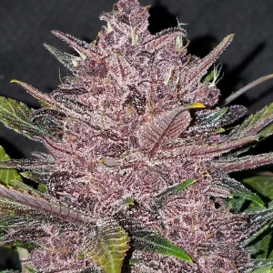 Blackberry Auto Deliciosas bayas moradas, ¡listas para cosechar! 420 FAST BUDS