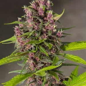 Bloody Skunk Auto