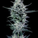 BLUBONIK GENEHTIK - Imagen 2