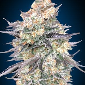 Blue Dream