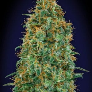 Blueberry