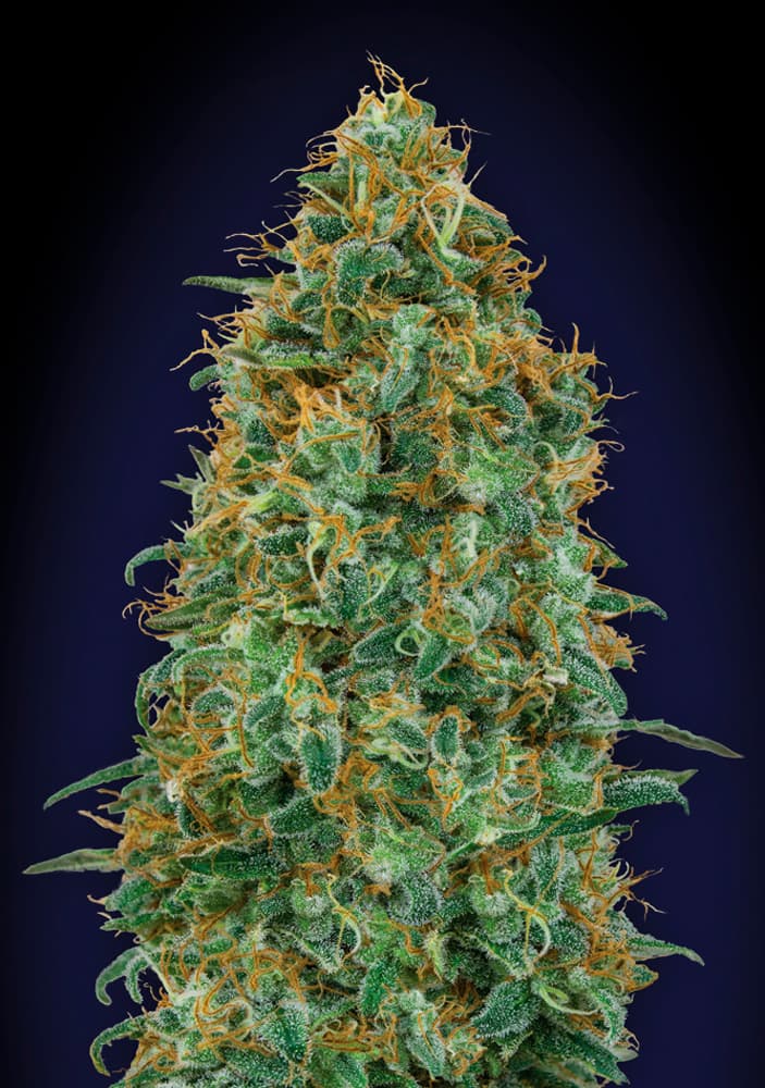 Blueberry