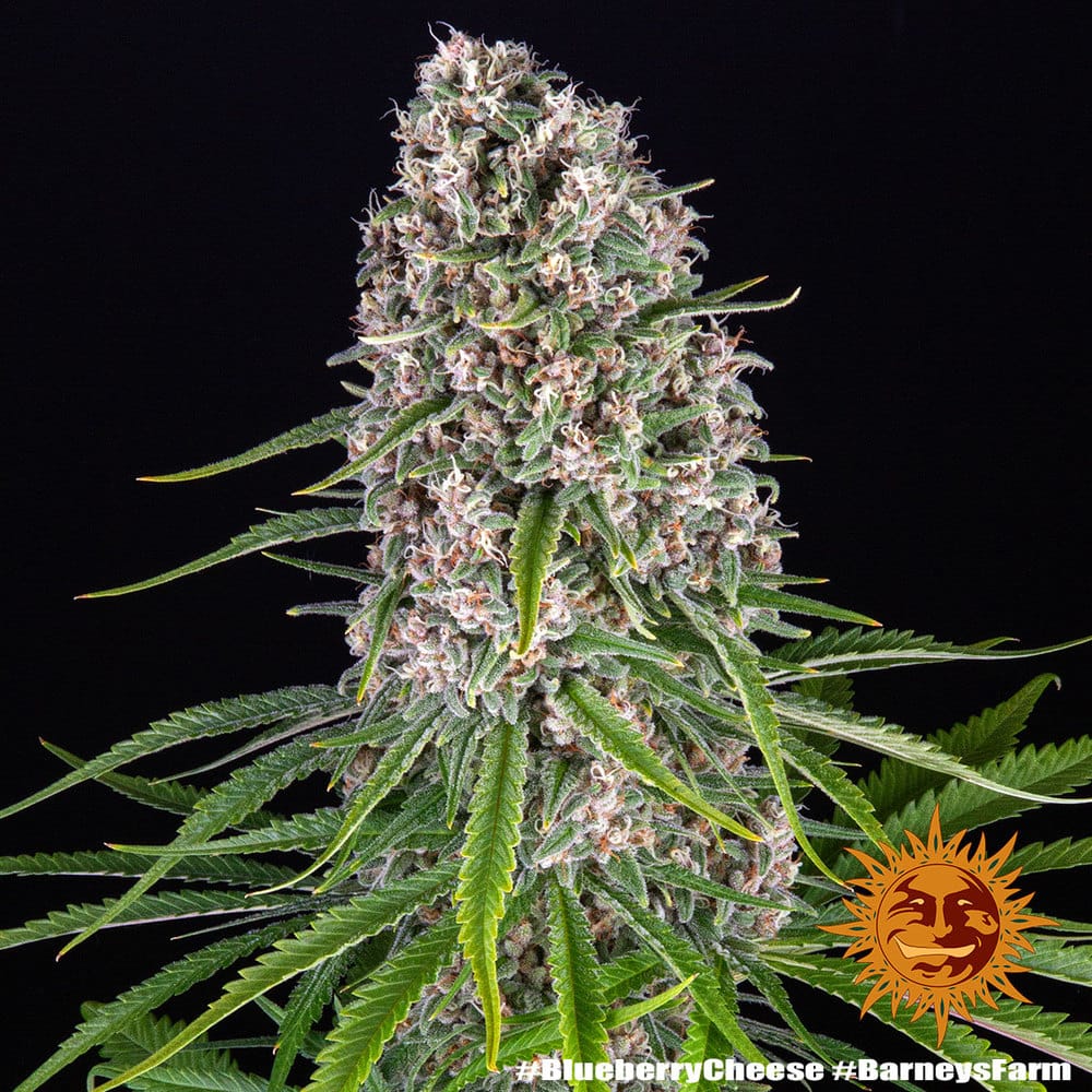 Blueberry Cheese - Imagen 2