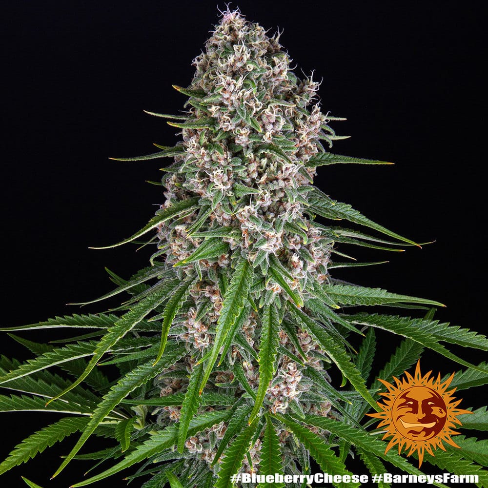 Blueberry Cheese - Imagen 3