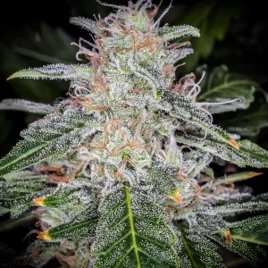 Blue Dream Auto 420 FAST BUDS