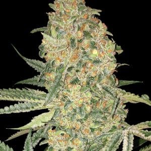 Bruce Banner ADVANCED SEEDS
