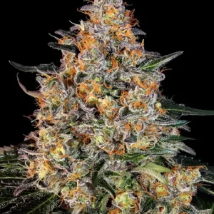 BUBBA KUSH STRAIN
