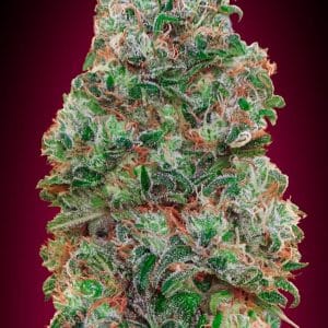 Bubble Gum