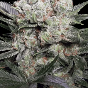 California Gold