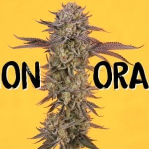 Lemon Orange