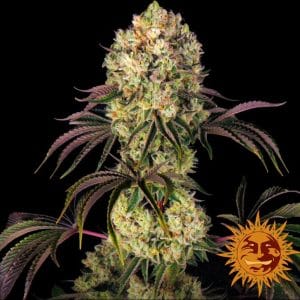 GLOOKIES STRAIN