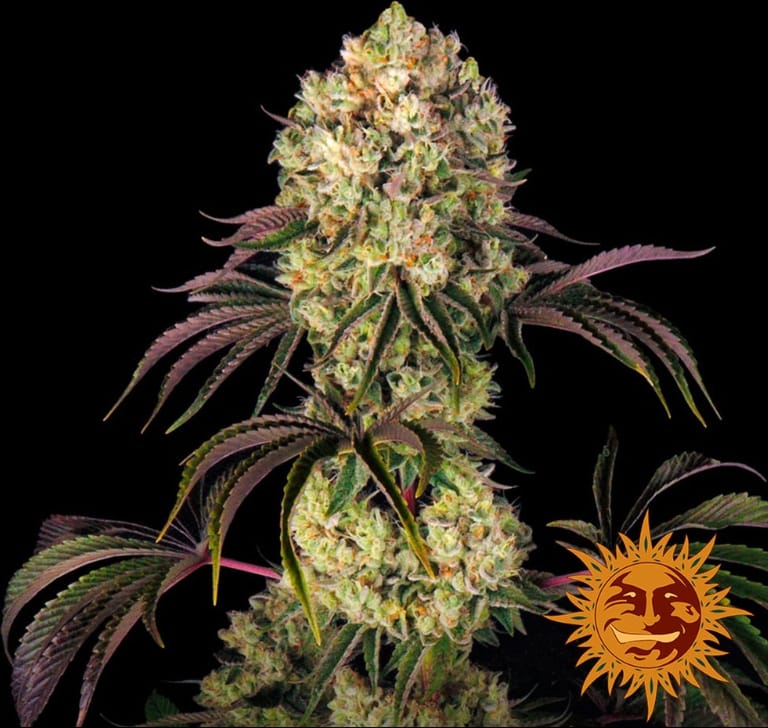 GLOOKIES STRAIN