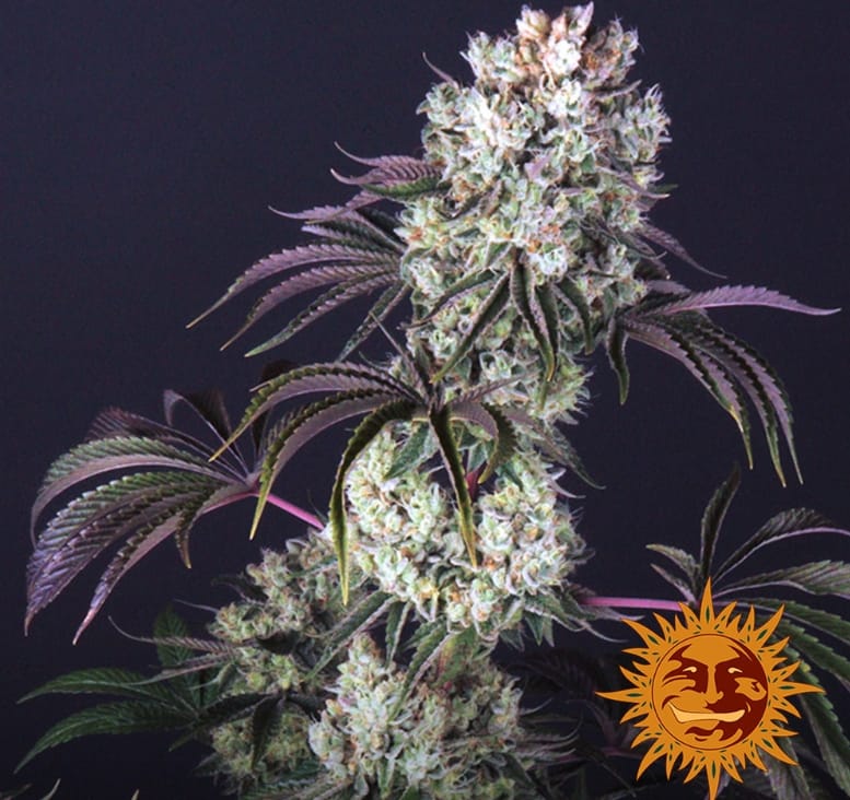 GLOOKIES STRAIN - Imagen 3