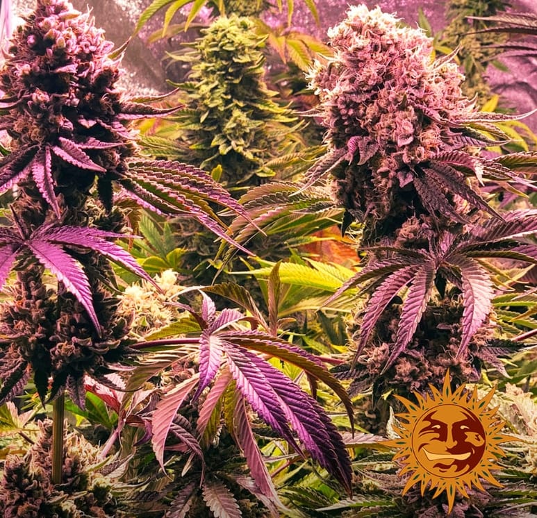 GLOOKIES STRAIN - Imagen 2