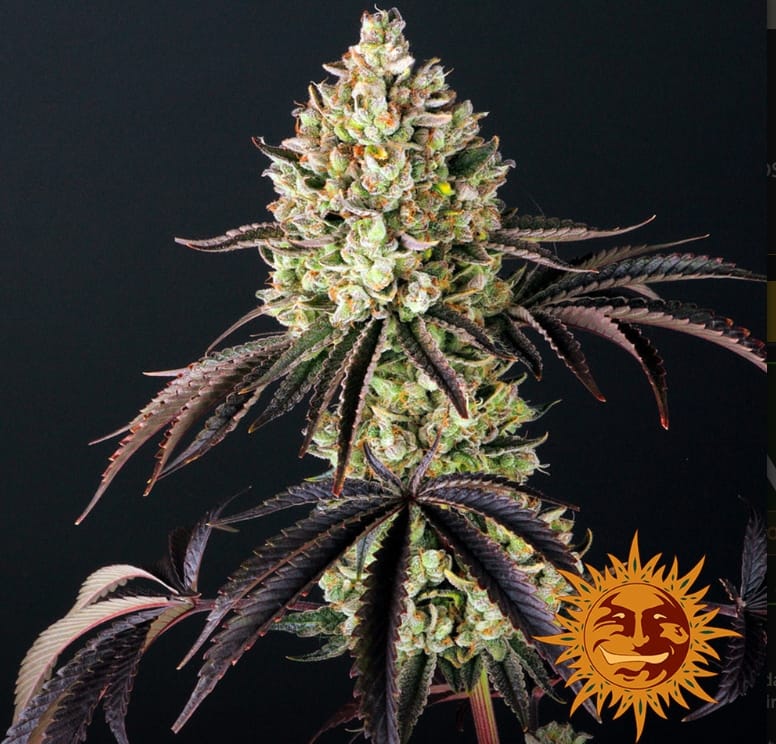 GLOOKIES STRAIN - Imagen 4