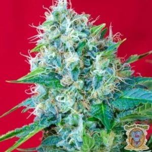 Green Poison