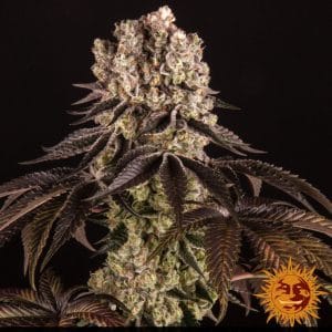 PURPLE PUNCH STRAIN
