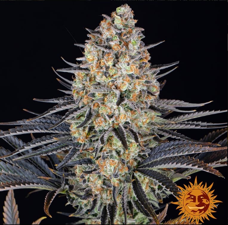 LSD STRAIN - Imagen 3