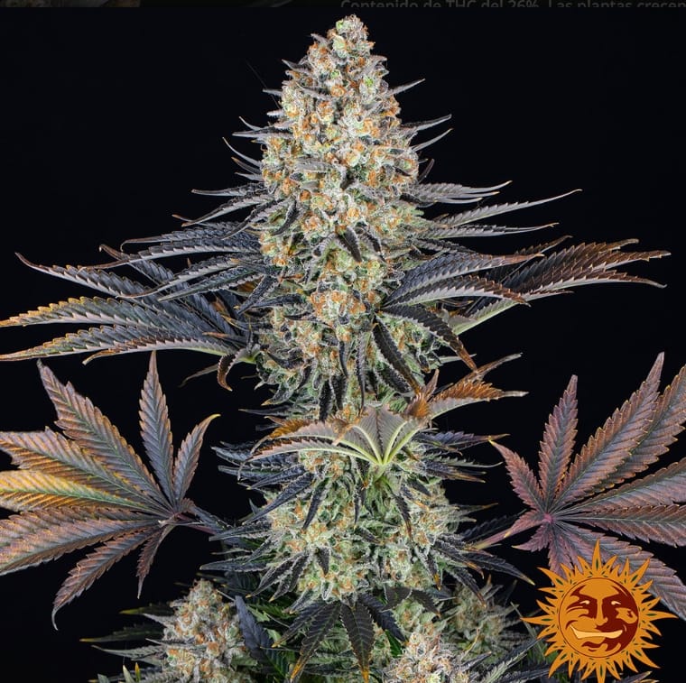 LSD STRAIN