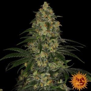 BLUE GELATO 41 STRAIN