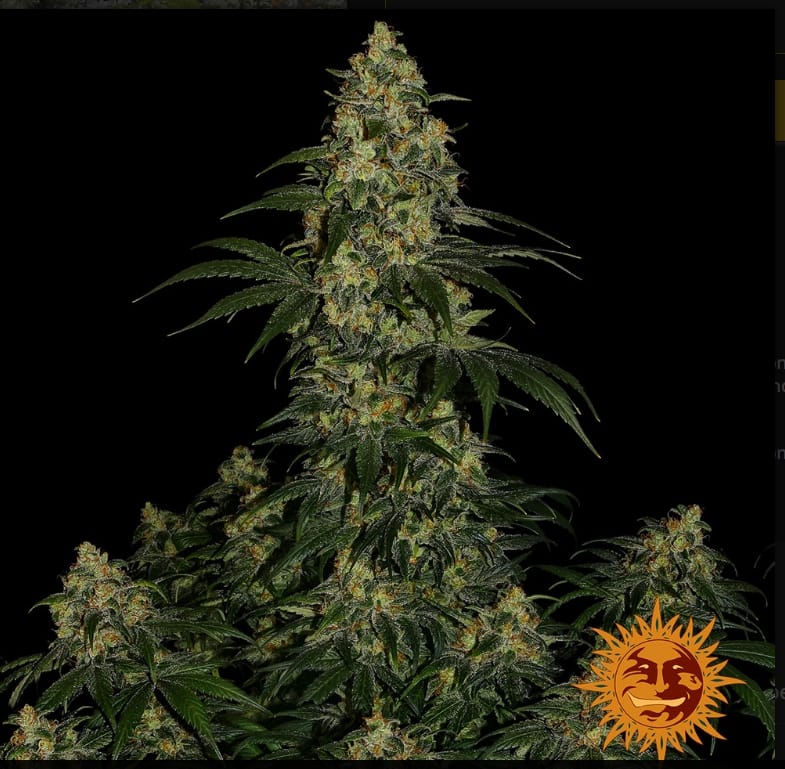 BLUE GELATO 41 STRAIN - Imagen 3