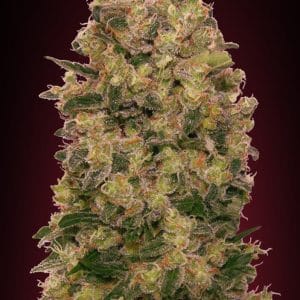 Caramel Kush
