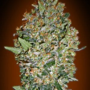 Cheese Berry
